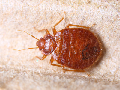 Image of a bedbug