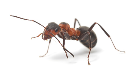 Image of a ant