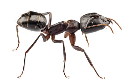 Image of a carpenter ant
