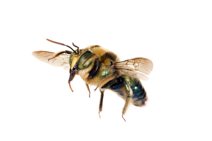 Image of a carpenter bee