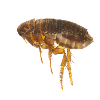 Image of a flea